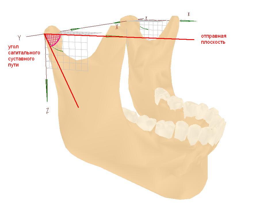 Принцип биомеханики нижней челюсти и работа мышц